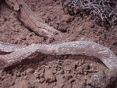 Part of the shedded skin of Conopsis sp.