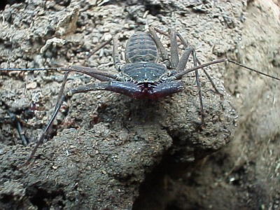 Mexican tailless whip scorpion