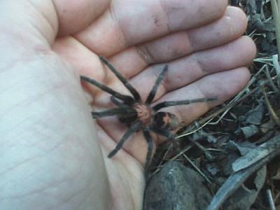 Another juvenile tarantula