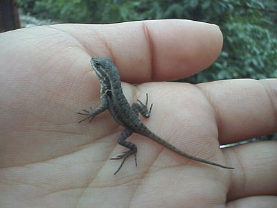 A juvenile lizard on Esme's hand