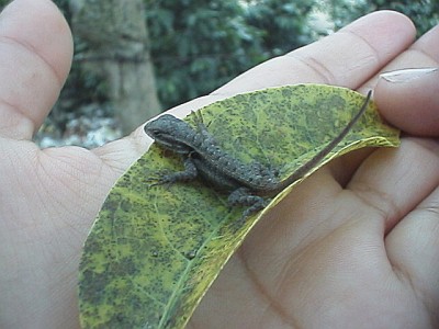 A juvenile lizard on Esme's hand