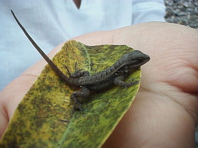 A juvenile lizard on Esme's hand