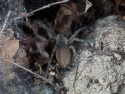 Close up of a big spider