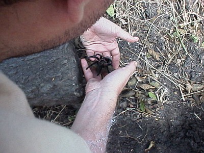 Author handling a Brachypelma vagans (Mexican Red Rump).