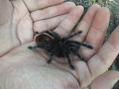 Author handling a Brachypelma vagans (Mexican Red Rump).