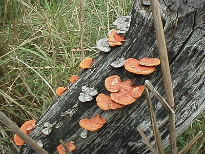 Bracket fungus on wood.