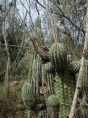 Cactuses