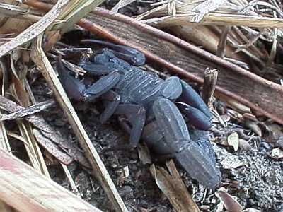 Centruroides gracilis, adult female