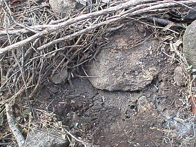 Centruroides gracilis habitat.