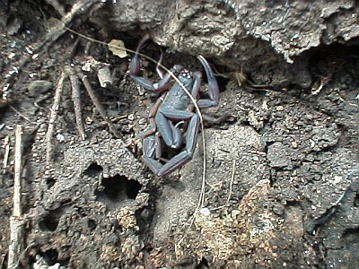 Another picture of the male scorpion