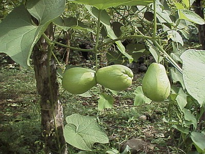 Chayote.