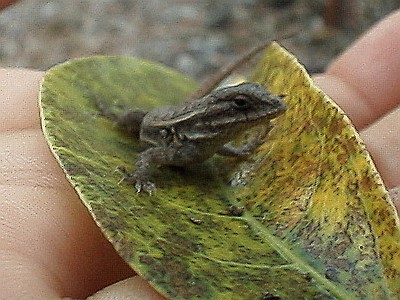 Close up of the baby lizard