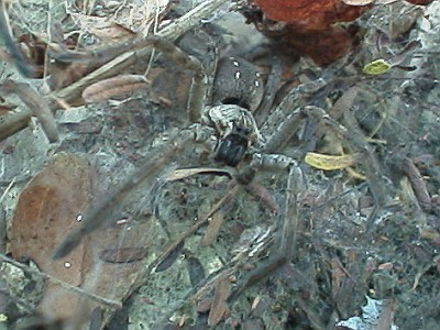 Another close up of the big spider