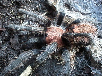 Close up of the tarantula