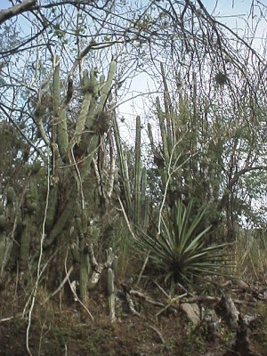 Forest of cactuses