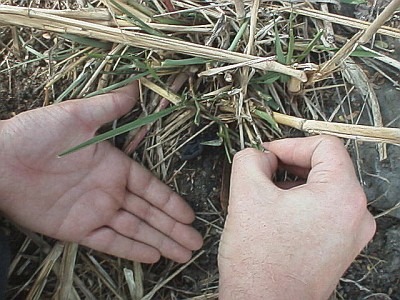 Author, trying to get a female brown bark scorpion on his hands