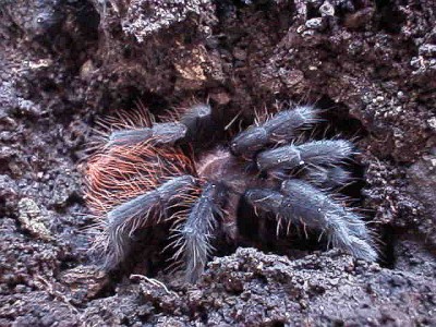 Juvenile Mexican red rump