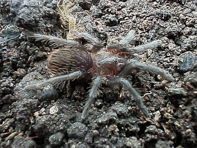 Juvenile tarantula