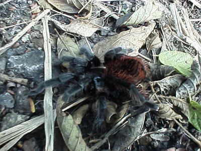 A Mexican Red Rump (Brachypelma vagans).