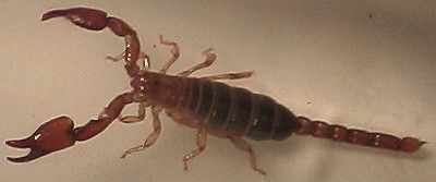 Close-up of the small scorpion from near Otates, Veracruz.