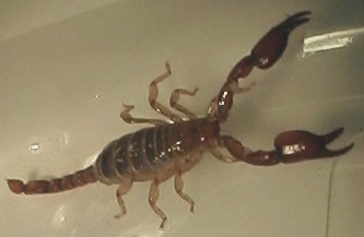 Close-up of the small scorpion from near Otates, Veracruz.