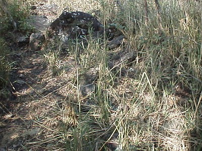 The road, a tarantula habitat