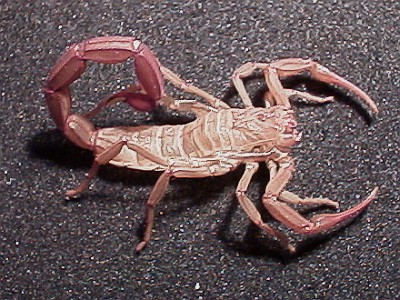 Scorpion exuviae