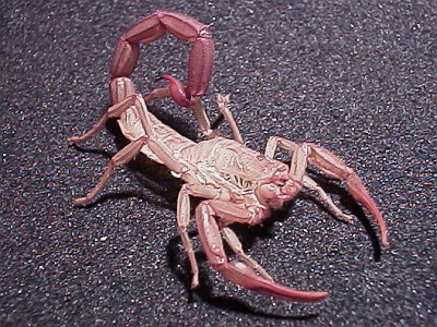 Scorpion exuviae