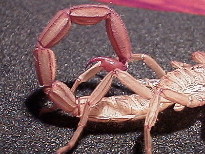 Scorpion exuviae, close up of stinger