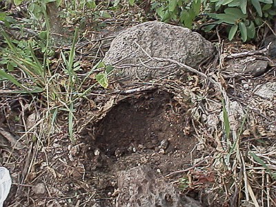 Scorpion (Diplocentrus bereai) habitat.