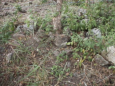 Scorpion (Diplocentrus bereai) habitat: surroundings