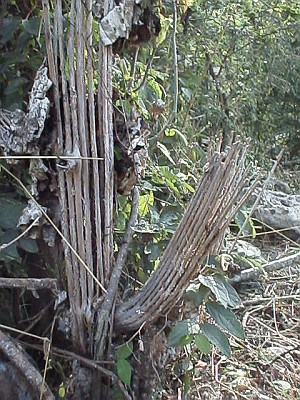 The skeleton of a cactus