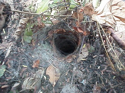 Entry to a spider's burrow