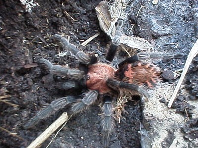 Tarantula spider.