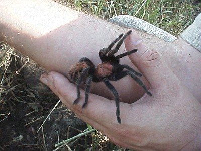 The tarantula on my hand