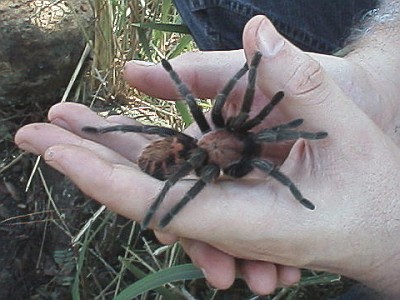 Tarantula holding on to both hands of the author