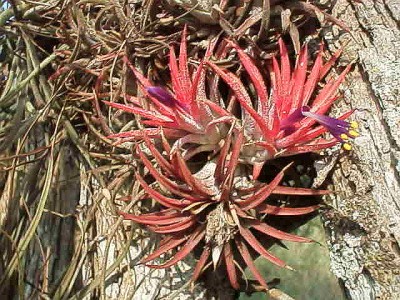 Tillandsias with flowers