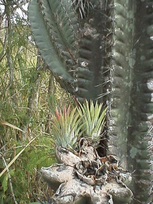 Tillandsias growing on a cactus