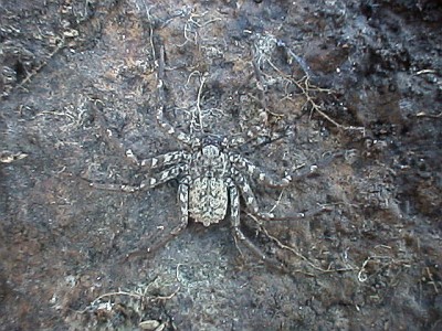 Unknown arachnid on the underside of a stone