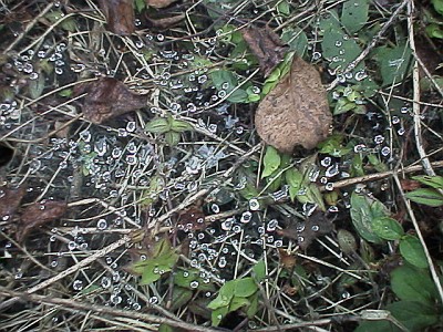 Water drops on spider web