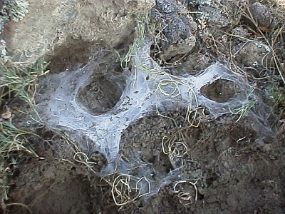 Burrow of a spider