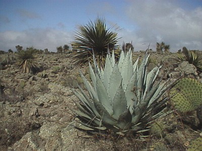 The landscape to the north of El Limn Totalco