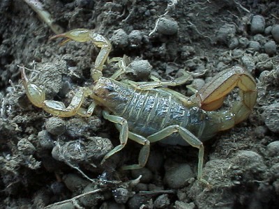 Scorpion (probably vaejovis sp.)