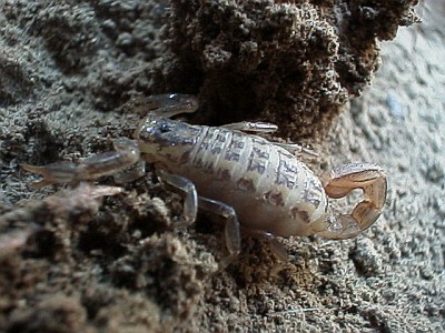 Small, fat scorpion