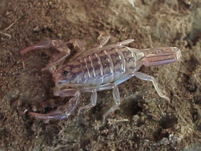 Another small scorpion