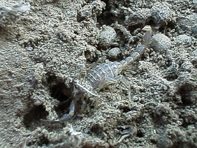Small scorpion, probably vaejovis sp., hiding