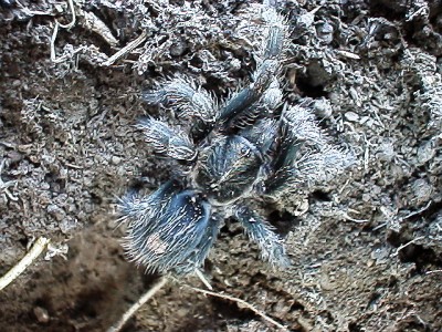 Small tarantula
