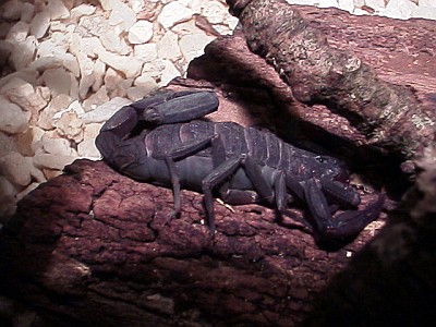 Female Centruroides gracilis basking under a desktop lamp