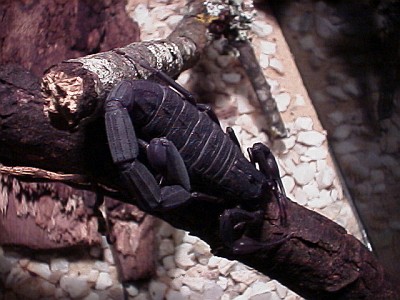 Female Centruroides gracilis basking under a desktop lamp