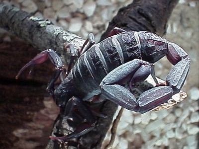 Female Centruroides gracilis basking